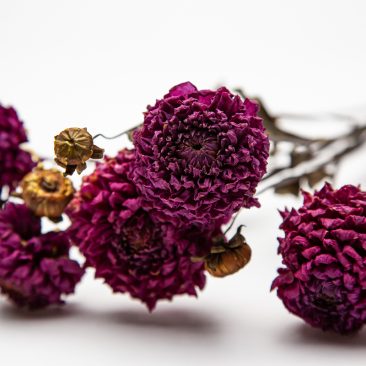 deep pink dahlias