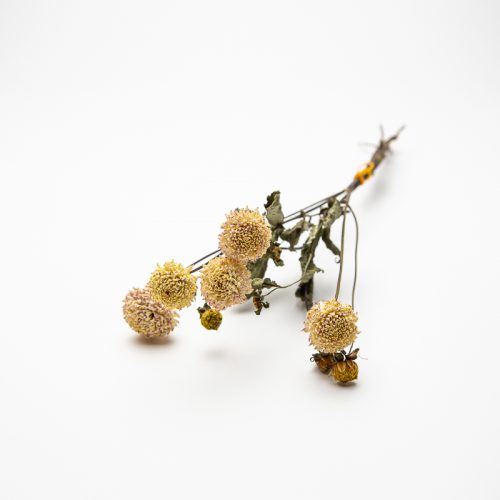A bundle of dried flowers with round, textured blooms and withered stems is placed on a white background.