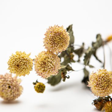 naturally dried flowers