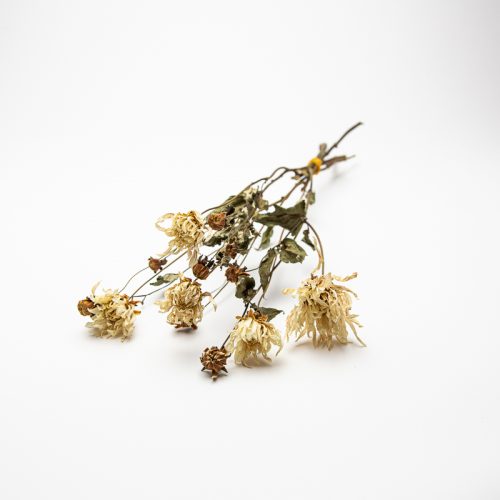 A cluster of dried flowers with wilted petals and stems lies on a white background.