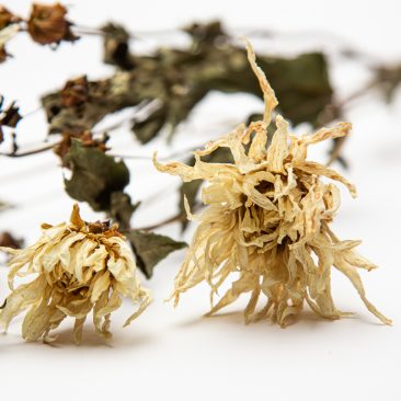 dried british flowers