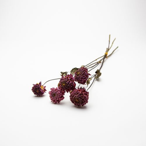 locally grown dried flowers