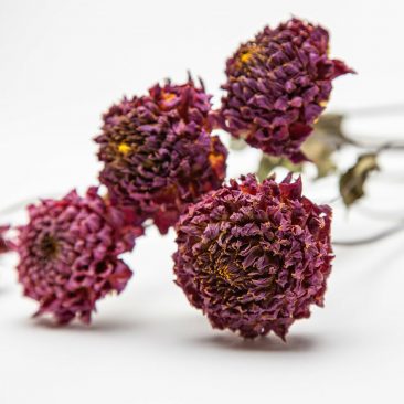 locally grown dried flowers