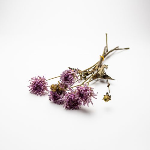 A small posy of dried purple flowers with thin stems and wilted leaves lies on a white background.