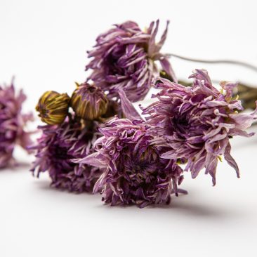 lilac dried dahlia