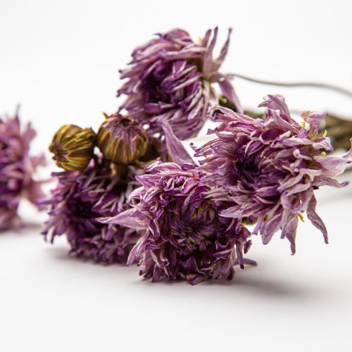 lilac dried dahlia