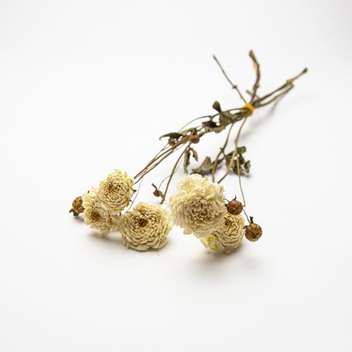 Dried white flowers with long stems, lying on a white background.