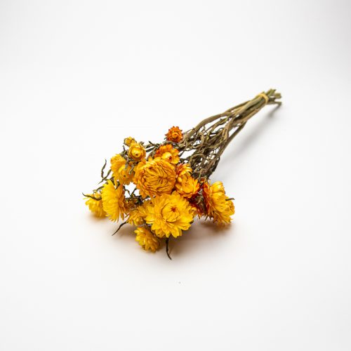 Yellow helichrysum
