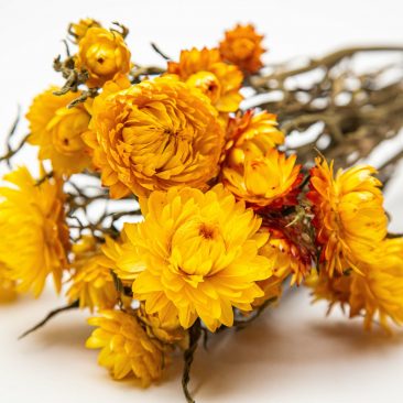 golden yellow strawflower