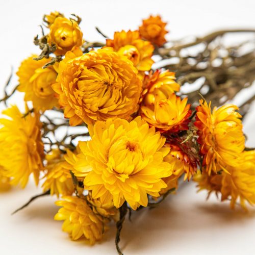 golden yellow strawflower