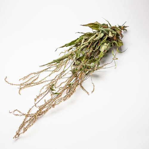 A dried leafy plant with elongated stems and clusters of small, brown flowers on a white background.