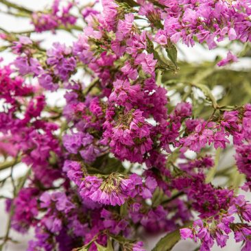pink Limonium