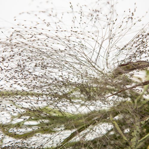 Close-up of delicate, wispy grass with tiny seed heads against a pale background. The fine stems and seeds create intricate patterns, giving the image a soft, airy appearance.