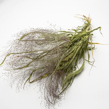 Panicum Sprinkles