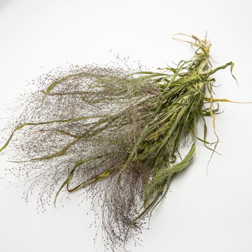 Panicum Sprinkles