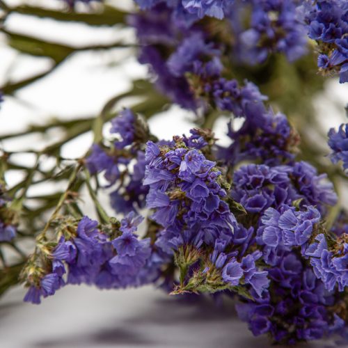 Close-up of purple statice flowers with green stems, laid on a white surface.