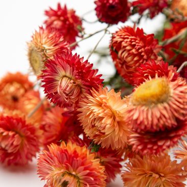 Orange Strawflower