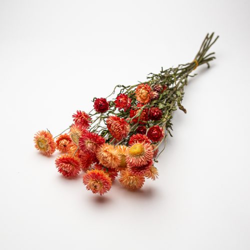 A small posy of orange and red dried flowers with green stems lying on a white background.