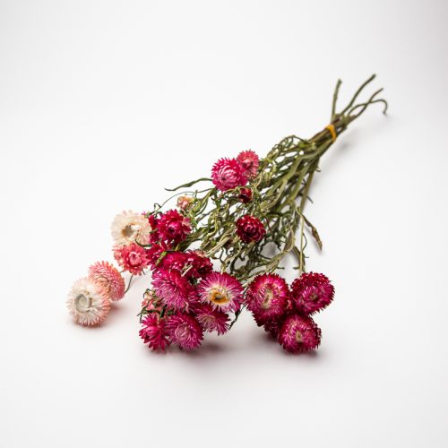 pink helichrysum
