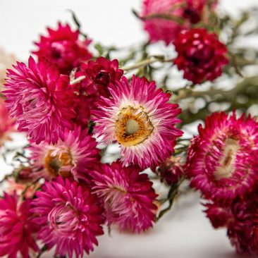 pink everlasting flowers