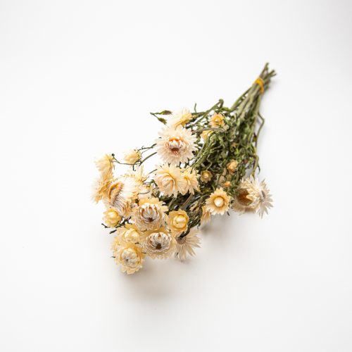 A small posy of dried, cream-coloured flowers with green stems, arranged on a plain white background.