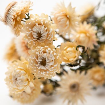 White Strawflower