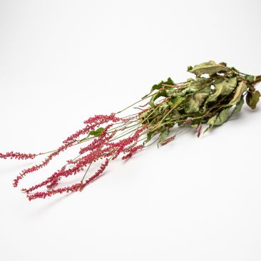 Bistorta amplexicaulis