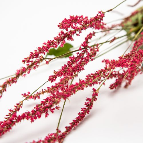 Close-up of pink astilbe flowers with long, slender stems and tiny blossoms, arranged against a white backdrop.
