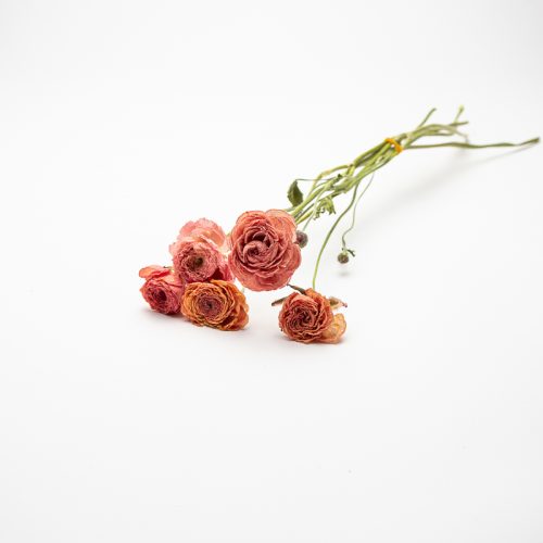 A small posy of dried pink roses with green stems lies on a plain white background.