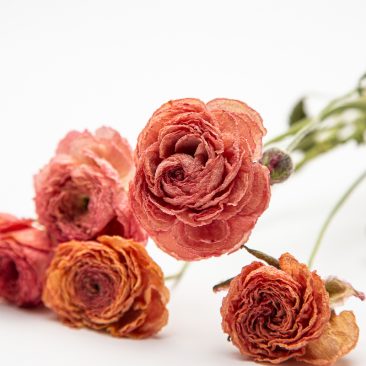 Ranunculus Salmone