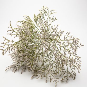 Limonium tataricum