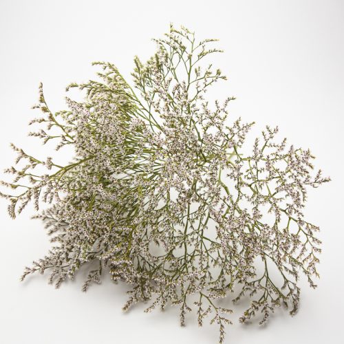 Limonium tataricum