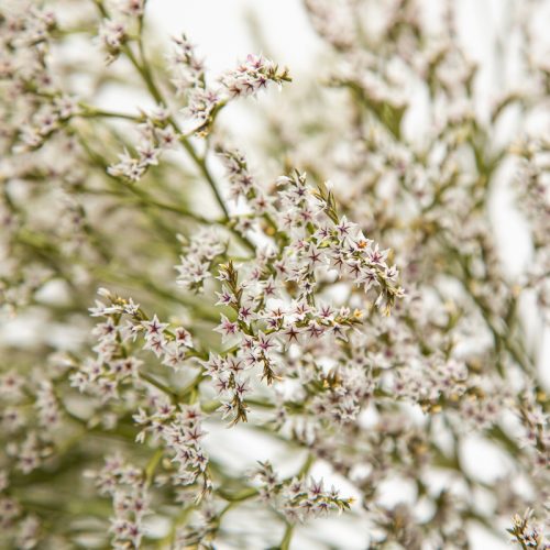 Close-up of delicate, small white flowers with pink centres densely clustered on thin green stems against a pale background.