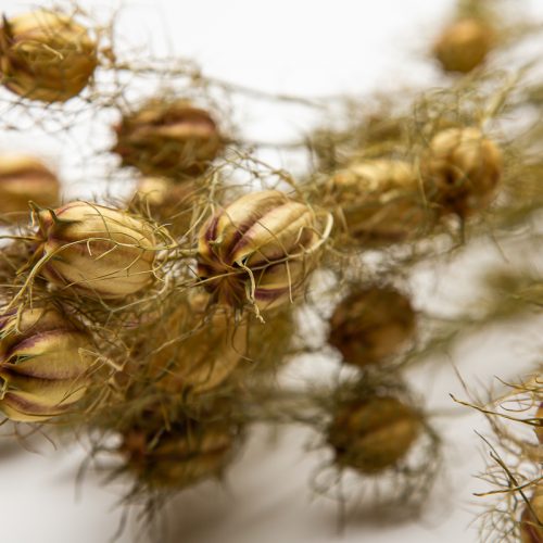 Nigella seed pods
