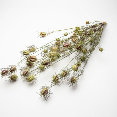 A cluster of dried seed pods on thin, wiry stems against a white backdrop.