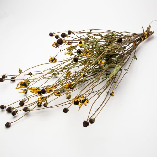 A bundle of Rudbeckia fulgida 'Goldsturm', featuring dried yellow flowers with long, thin stems and small leaves on a white background.