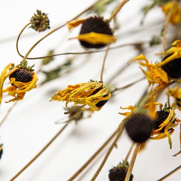Rudbeckia Goldstrum