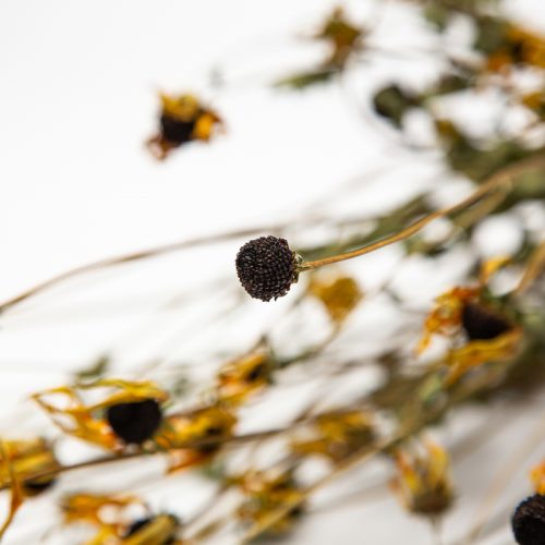 Close-up of dried flowers with brown seed heads and withered yellow petals on thin stems, set against a white backdrop.