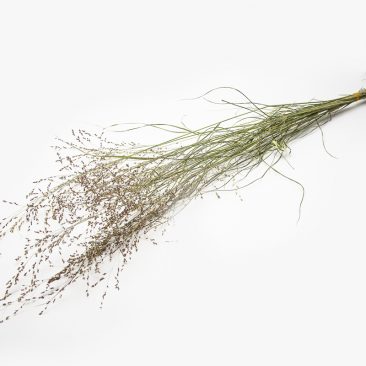 Panicum Emerald Chief