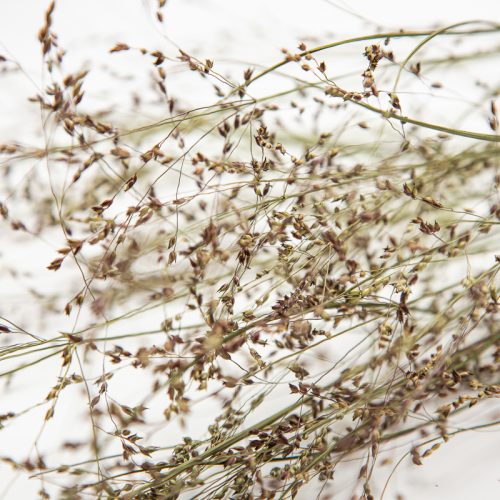 Close-up of elegant Panicum Emerald Chief grasses with delicate stems and small seed heads against a white background.