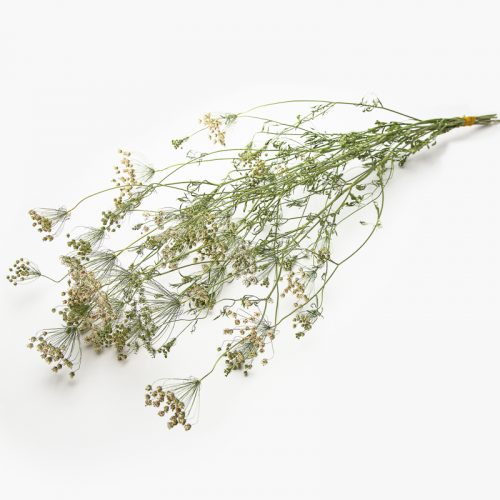 Ammi - Image 2
