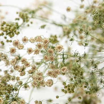 Dried ammi