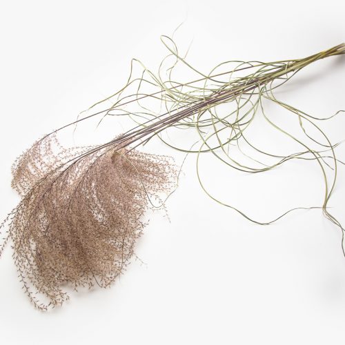 Dried Miscanthus