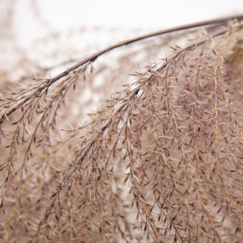 Close-up of dry, feathery grass stalks with fine, delicate strands, set against a soft, neutral backdrop.