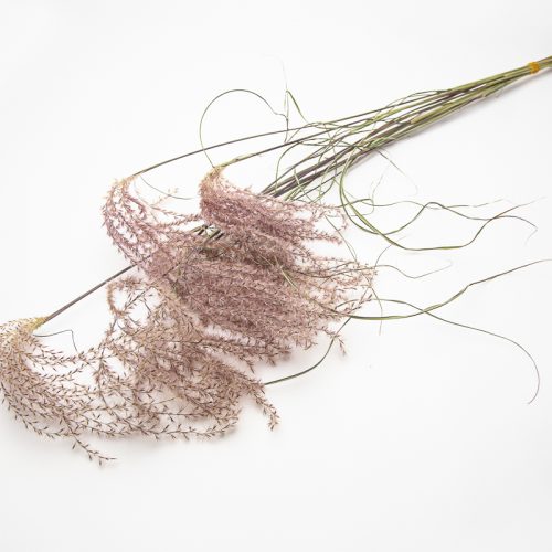 Miscanthus Flamingo Feathers