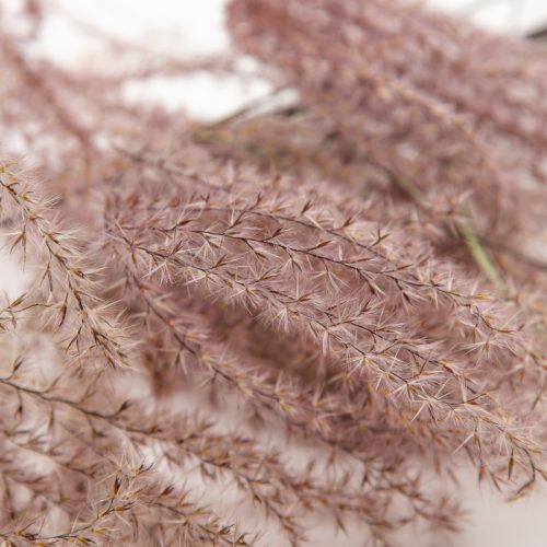 Close-up of dried, fluffy grass stalks with delicate purple-brown hues arranged in a soft, overlapping pattern.