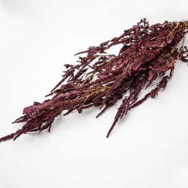 Dried amaranthus