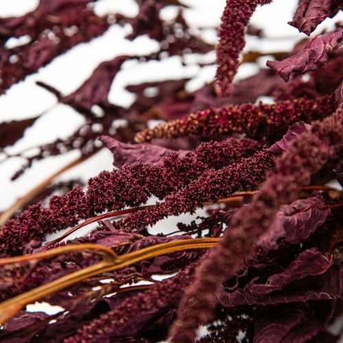 Close-up of dried red amaranth plants with textured, rust-coloured clusters and wrinkled leaves on a white background.