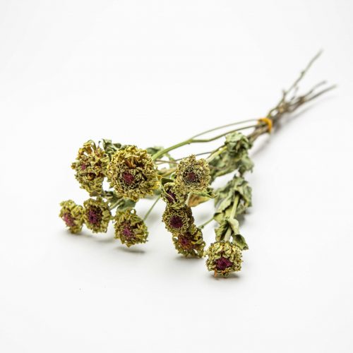 A bouquet of Dahlia Polventon Kristobel features dried flowers with green leaves and clusters of small, dark red blooms, all set against a plain white backdrop.