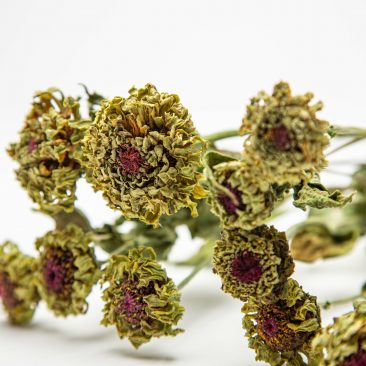 dried zinnias